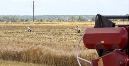 В Беларуси намолотили более 96 тысяч тонн озимого ячменя