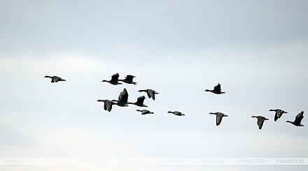 Весенний сезон охоты на пернатую дичь открывается в Беларуси