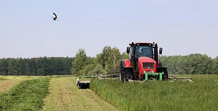 В Беларуси травы первого укоса скошены на более чем 1 млн га