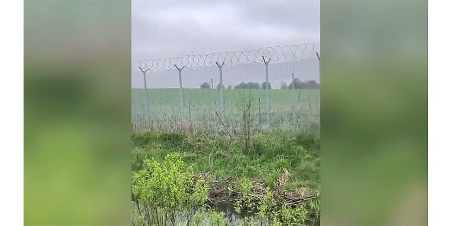 Еще два лося погибли на границе из-за литовской "колючки"