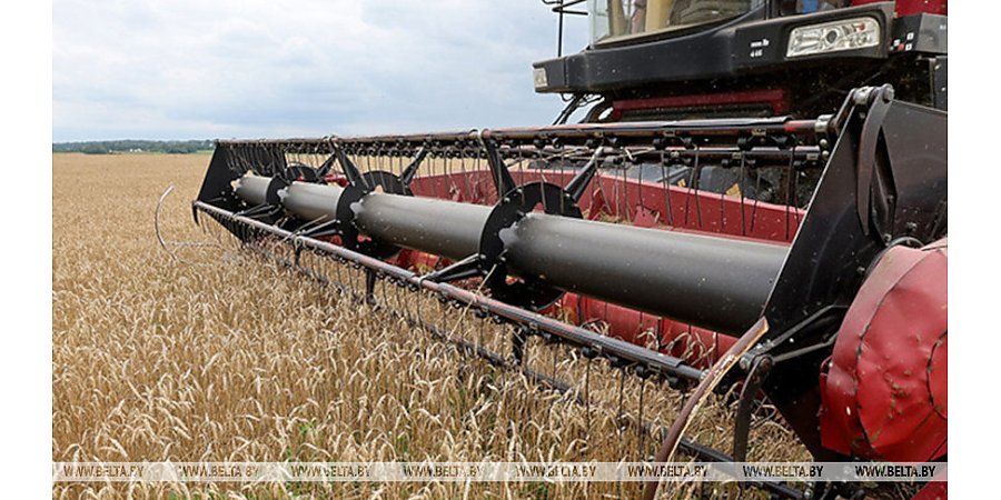Свыше 10,2 млн тонн зерна с учетом рапса и кукурузы намолотили в Беларуси