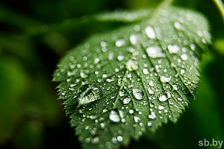 Погода в Беларуси 5 июня: оранжевый уровень опасности из-за гроз и шквалистого ветра и от +10 °С до +31 °С