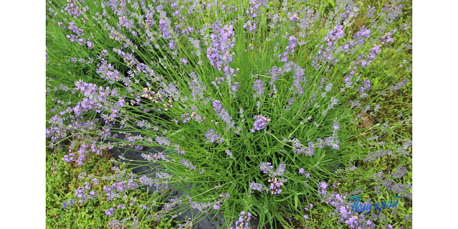 Что посадить на участке, чтобы отпугнуть клещей