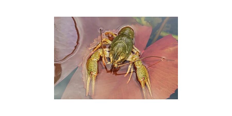 Какие раки разрешены к ловле в Беларуси и как избежать штрафов