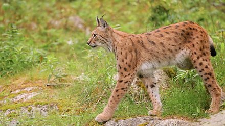 В лесах Вороновского района заметили рысь