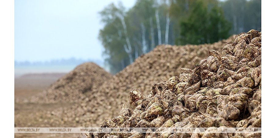 Аграрии Беларуси убрали 54% площадей сахарной свеклы