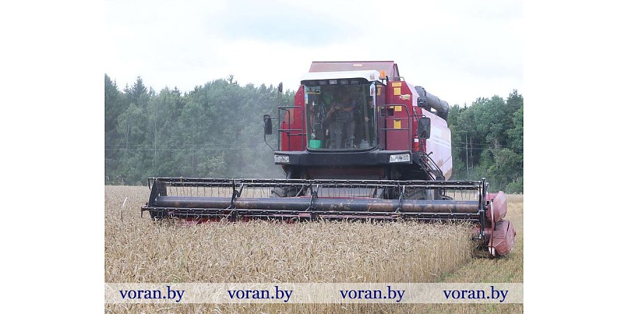 Зерновой клин Вороновщины. Яровой ячмень убран на 76% площадей