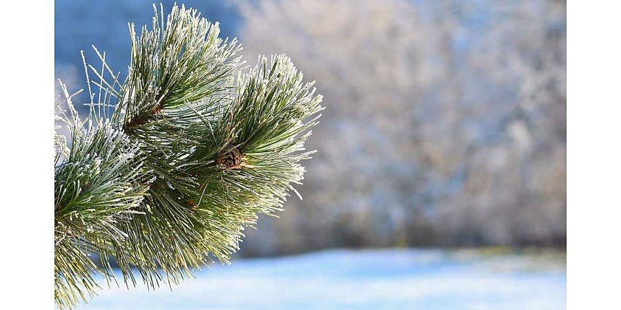 Дождь, южный ветер и до +9°С. Какой погоды ожидать белорусам 19 декабря