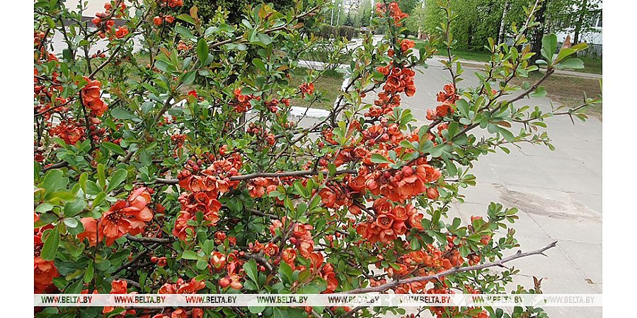 Какой будет погода в Беларуси 9 мая, рассказали в Белгидромете