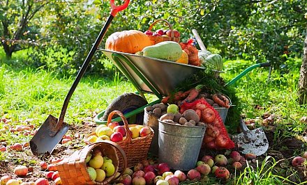 10 важных дел дачника для богатого урожая