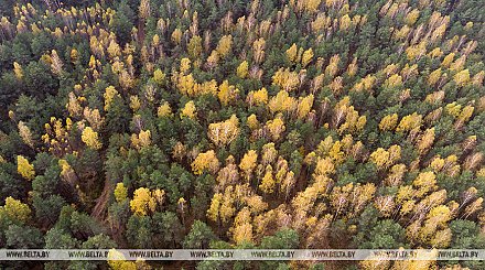 Как не потеряться в лесу и что делать, если уже заблудились, напомнили в МЧС