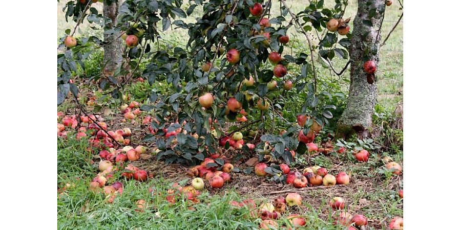 Невидимая угроза: чем опасны гнилые яблоки в вашем саду