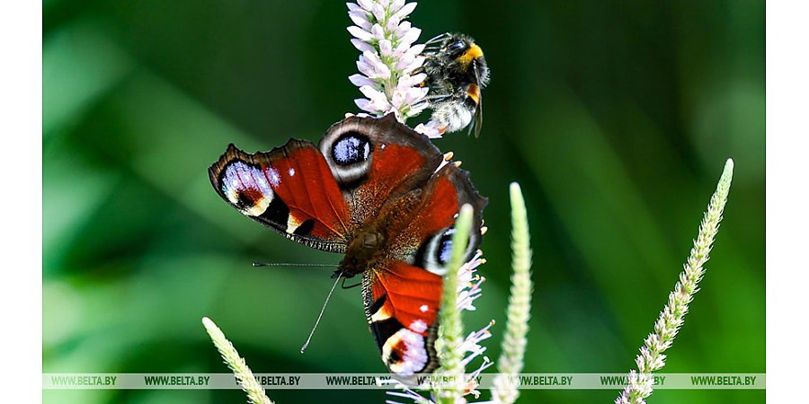 До +25°С ожидается сегодня в Беларуси
