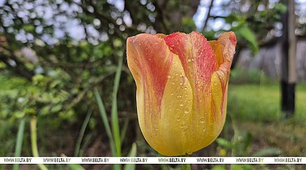 До +27°С ожидается сегодня в Беларуси