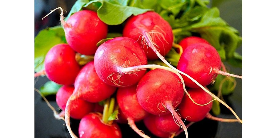 Редиска вырастет крупной и очень сочной – полейте культуру этим раствором