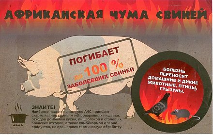 Африканская чума свиней: молниеносно распространяется и губительна до 100% случаев