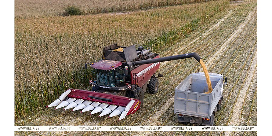 Почти 10,9 млн тонн зерна с учетом рапса и кукурузы намолотили в Беларуси
