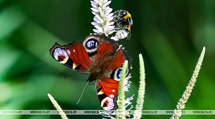 До +25°С ожидается сегодня в Беларуси