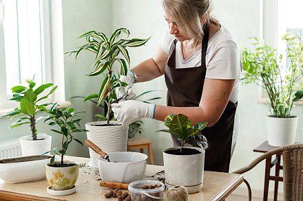 Пять способов реанимировать засохший комнатный цветок