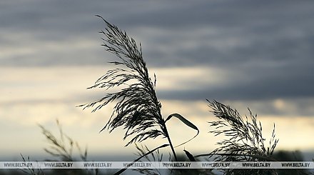 Оранжевый уровень опасности из-за сильного ветра объявлен в Беларуси