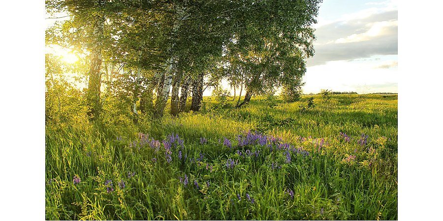 Народные приметы на 26 июня 2025 года: что можно и нельзя делать в этот день