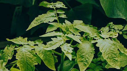 Проверьте свою рассаду томатов: исправить можно до апреля