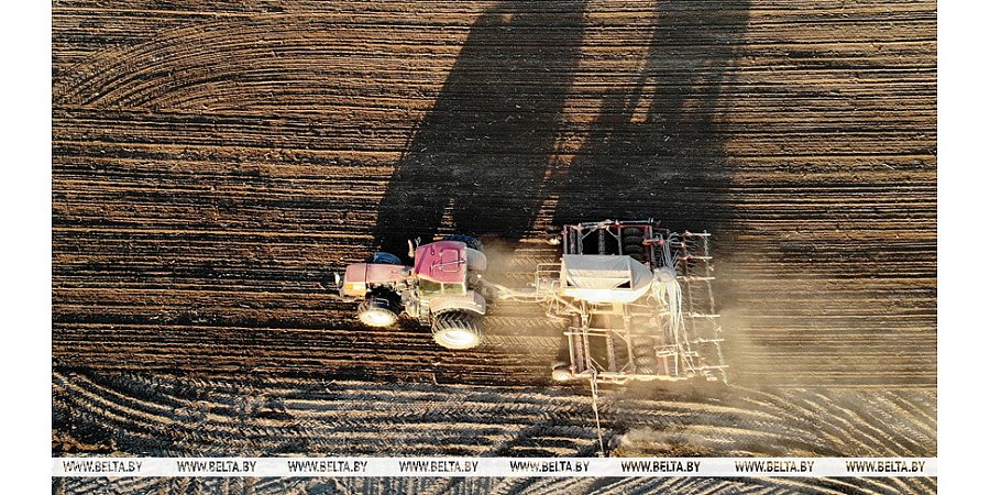 Сахарная свекла в Беларуси посеяна на 95% площадей