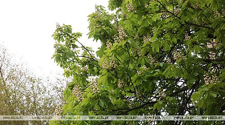 Заморозки, местами слабый туман. Какая погода ожидается в Беларуси 8 мая
