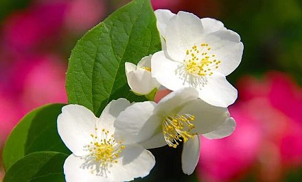 Оранжевый уровень опасности из-за усиления ветра объявлен в Беларуси сегодня