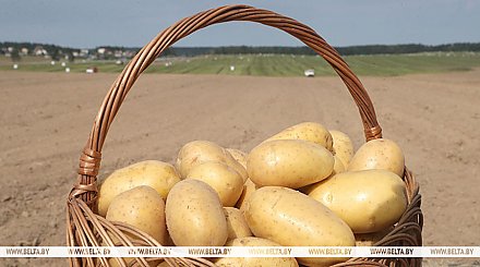 "Высокоурожайные, лежкоспособные, устойчивы к болезням". В НАН рассказали о новых сортах картофеля