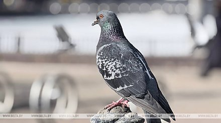Тепло и без осадков. Синоптики рассказали о погоде в Беларуси сегодня