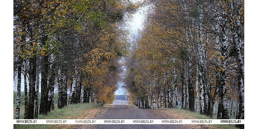 В Беларуси 15 ноября ожидаются дожди, возможен мокрый снег