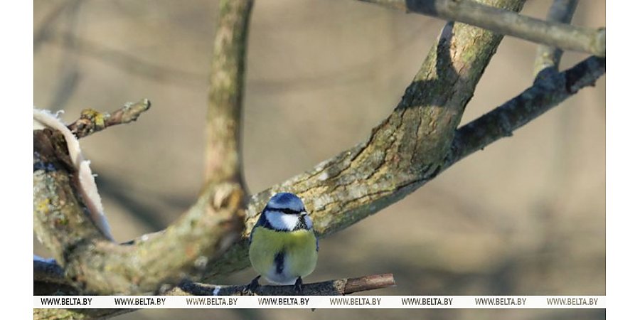 Дождь и до +15°C тепла ожидается в Беларуси 24 февраля