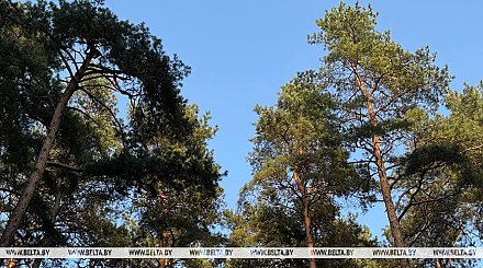 Ограничения на посещение лесов действуют в 17 районах Беларуси