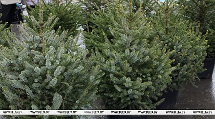 Купили елку в кадке? Рассказываем, как весной правильно пересадить ее на участок