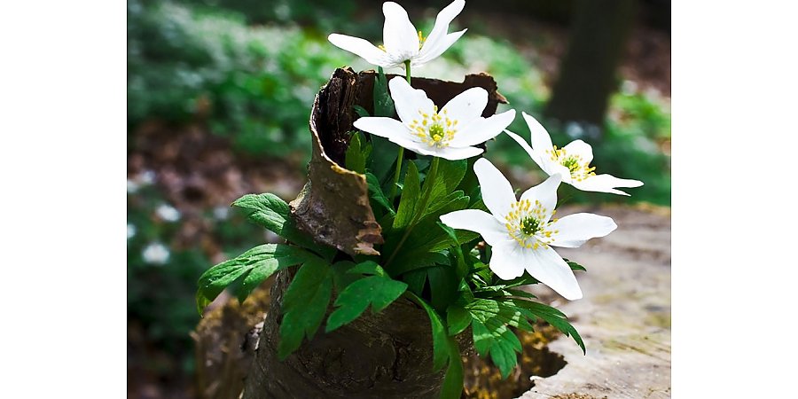 Букет из леса может обойтись в штраф до 30 базовых величин