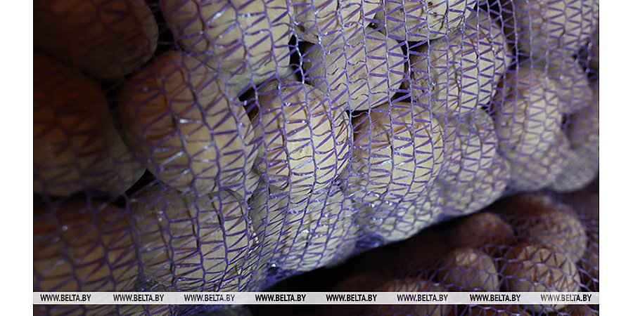 Аграрии Беларуси убрали свыше 40% выращенных в открытом грунте овощей