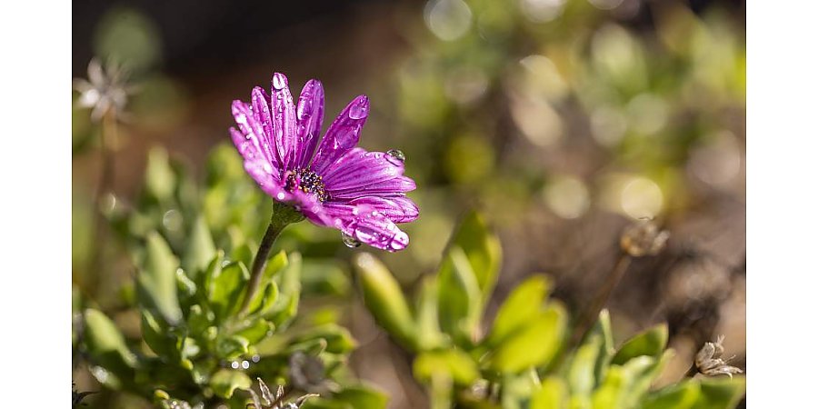 Растение 2026 года выбирают в Беларуси. Как принять участие в голосовании?