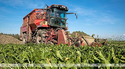 Более 4 млн тонн сахарной свеклы собрано в Беларуси