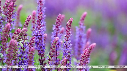 Грозы и до +32°С. В Беларуси 8 июля объявлен оранжевый уровень опасности