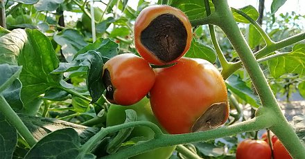 Вершинная гниль томатов: как распознать заболевание и спасти урожай