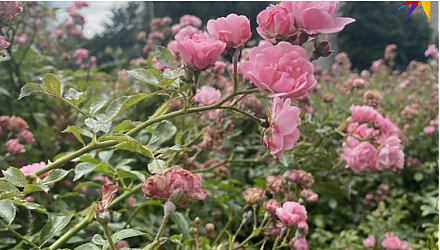 Народные приметы на 17 июня: что можно и нельзя делать в день Митрофана Навозника 