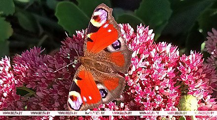 Контрасты температур и грозы. Какой будет погода в Беларуси в ближайшие дни