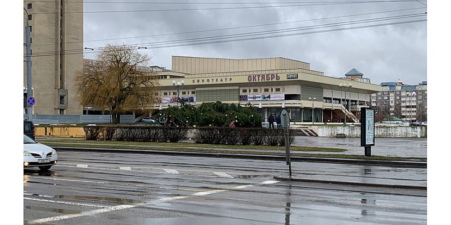 Штормовой ветер в Гродно повалил две новогодние елки