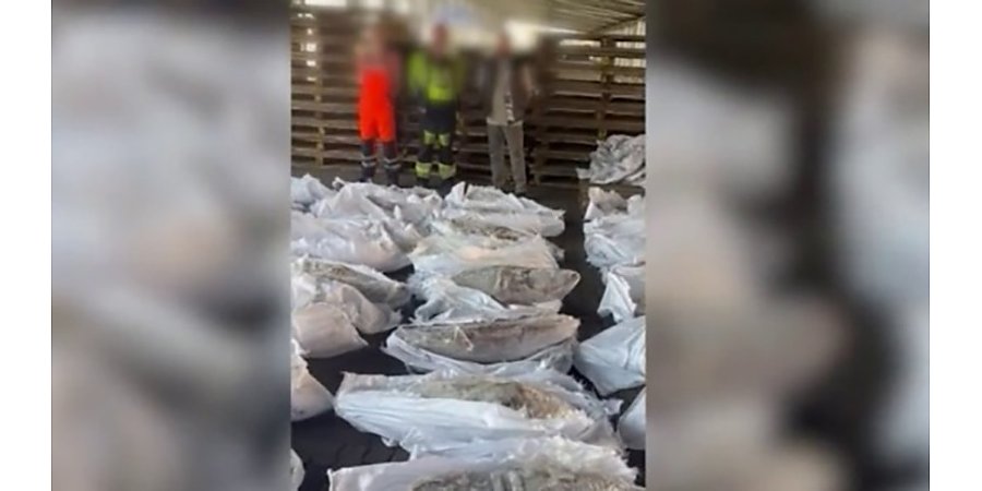 В порту Санкт-Петербурга из контейнера с тунцом изъяли 500 кг кокаина