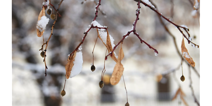 Приготовьте гороховую кашу: народные приметы на 8 февраля