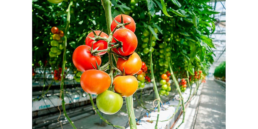 Тепличный симбиоз: лучшие соседи для перцев и помидоров