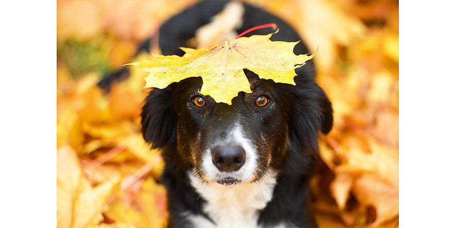 Почему прогулка осенью для собак может быть опасной