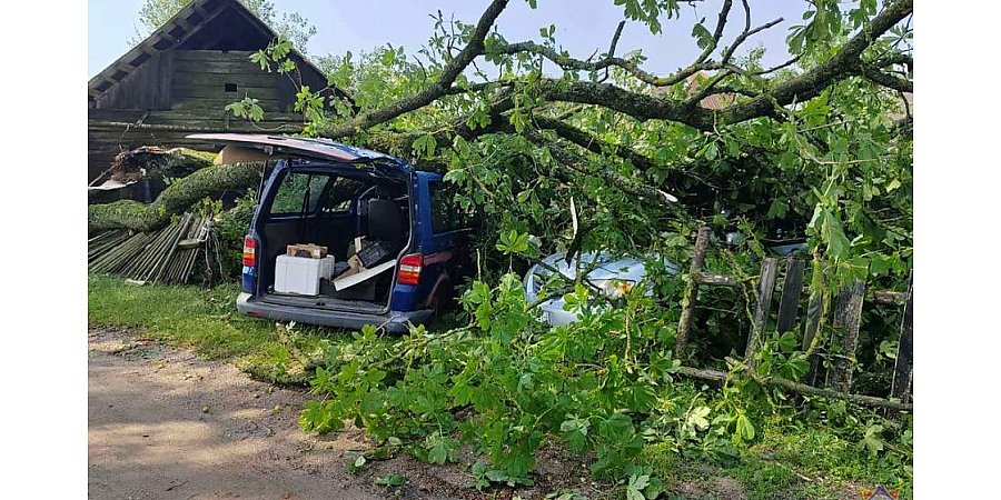 Более 200 раз спасатели Гродненщины убрали упавшие из-за бури деревья