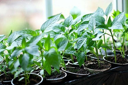 Чем подкормить рассаду перца на окне, чтобы росла здоровой, крепкой и толстенькой